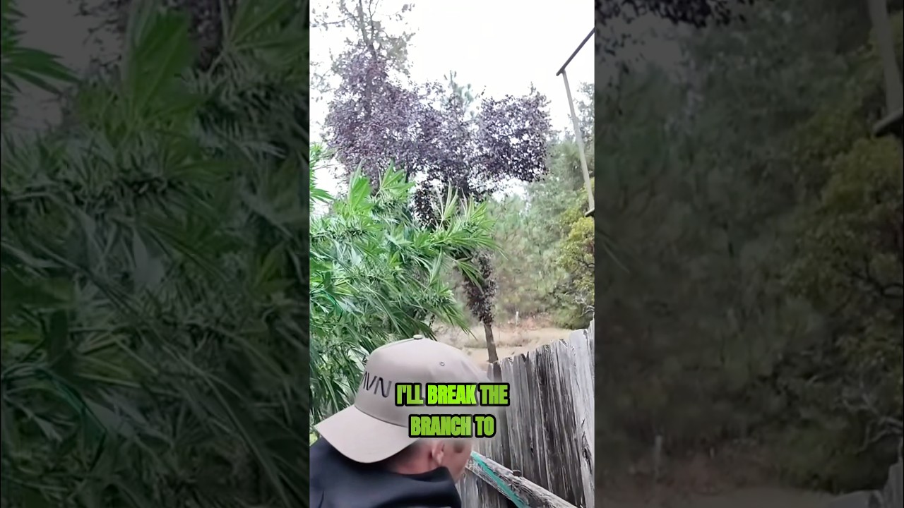 Bleezy cheats on camera…“I’ll break a branch if I have to” #cannabiseducation #worldrecord