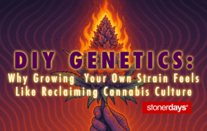 DIY Genetics: Why Growing  Your Own Strain Feels Like Reclaiming Cannabis Culture