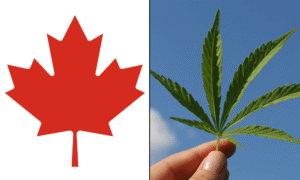 Majority Of Canadians View Marijuana Industry As ‘Important’ To Country’s Economy, Poll Finds As Cannabis Use Rates Match Nicotine