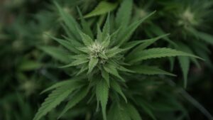 New Maine Ballot Initiative Would Roll Back Marijuana Legalization Law Approved By Voters