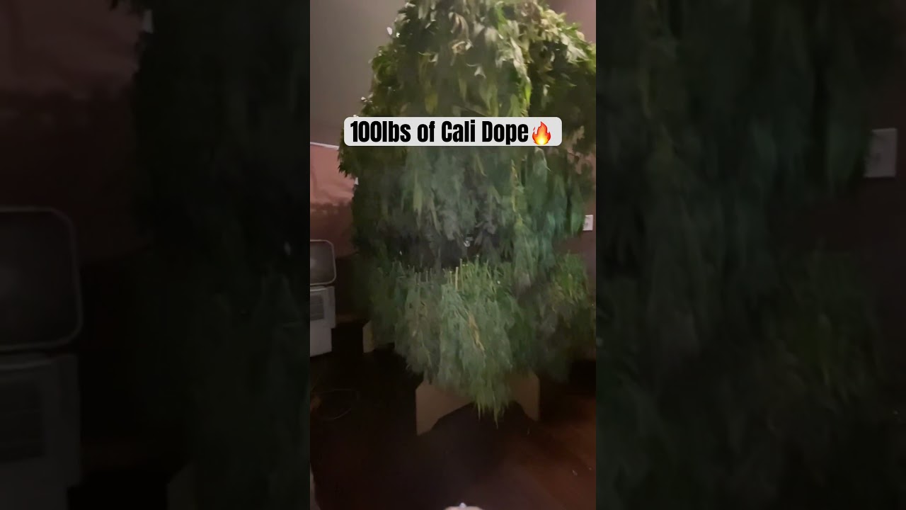 “DriFlower” The Ferrari of drying.