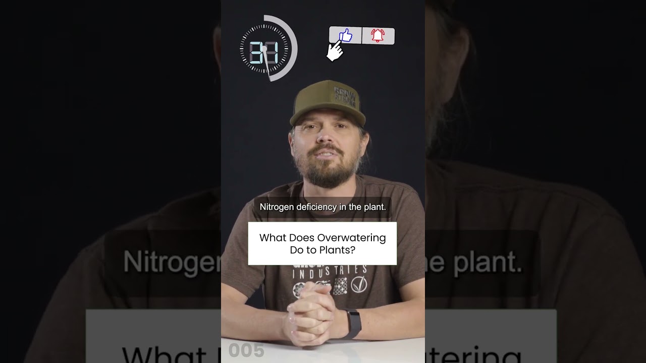 What Does Overwatering Do to Plants? - OMW #5