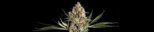 Big Berry Boom Boom Feminized Grow Report