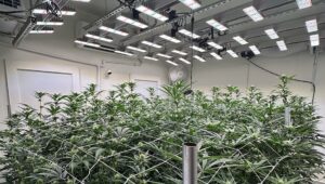 Leading Plant Nutrient Manufacturer Hydroponic Research Illuminates Production With Austrian LED Lighting Giant SANLight