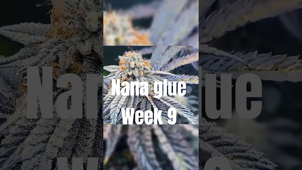 Seed to Week 9 Flower 🌱💨 | Nana Glue, Hella Jelly, Gpas Rose | The Corner Grow