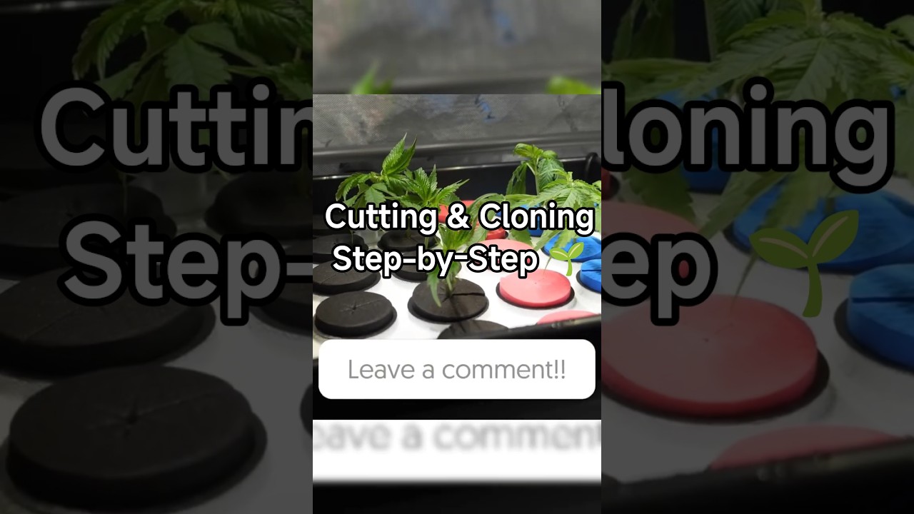 Cutting & Cloning Step-by-Step 🌱