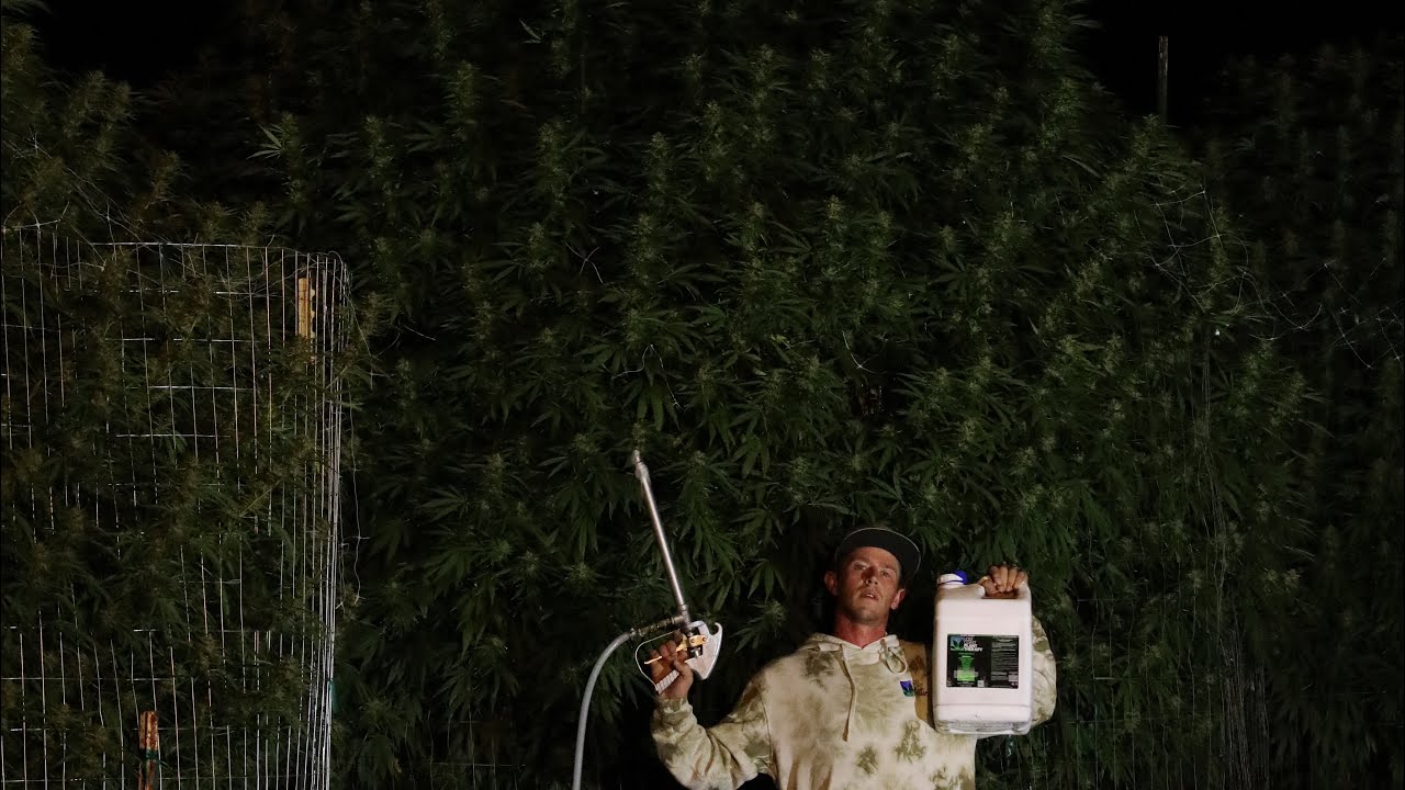 "Battle Of The Trees" |  THE END OF SEPTEMBER |Ep.13 OldE's Patch (Worlds Biggest Plant Contest)