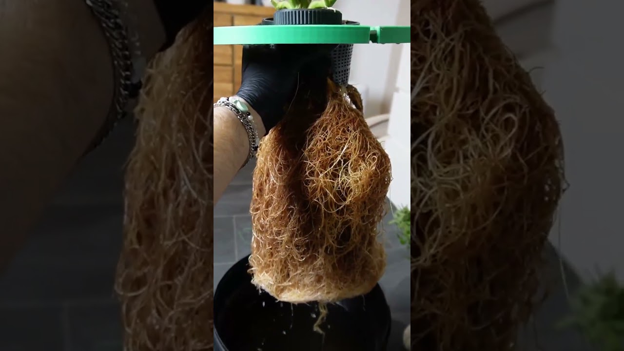 Guava Auto 🍓🍐 Fast Buds | Sativa by BubatzBuben