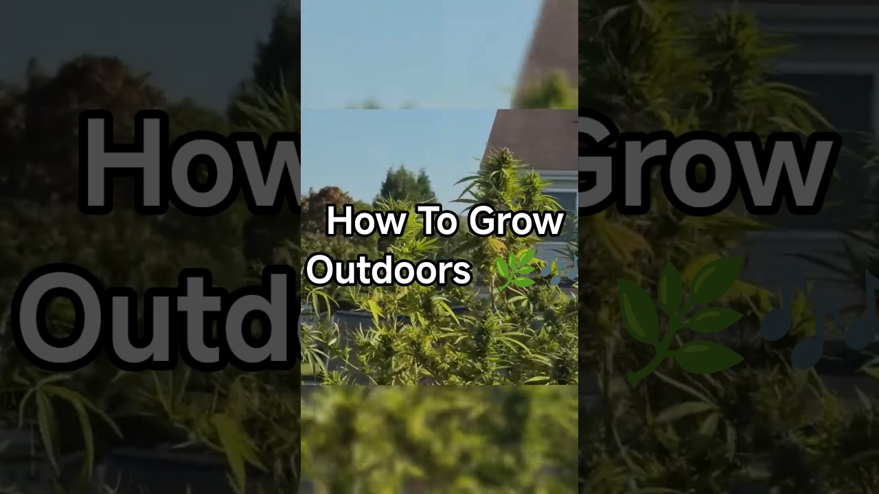 How To Grow Outdoors πΏπΆ