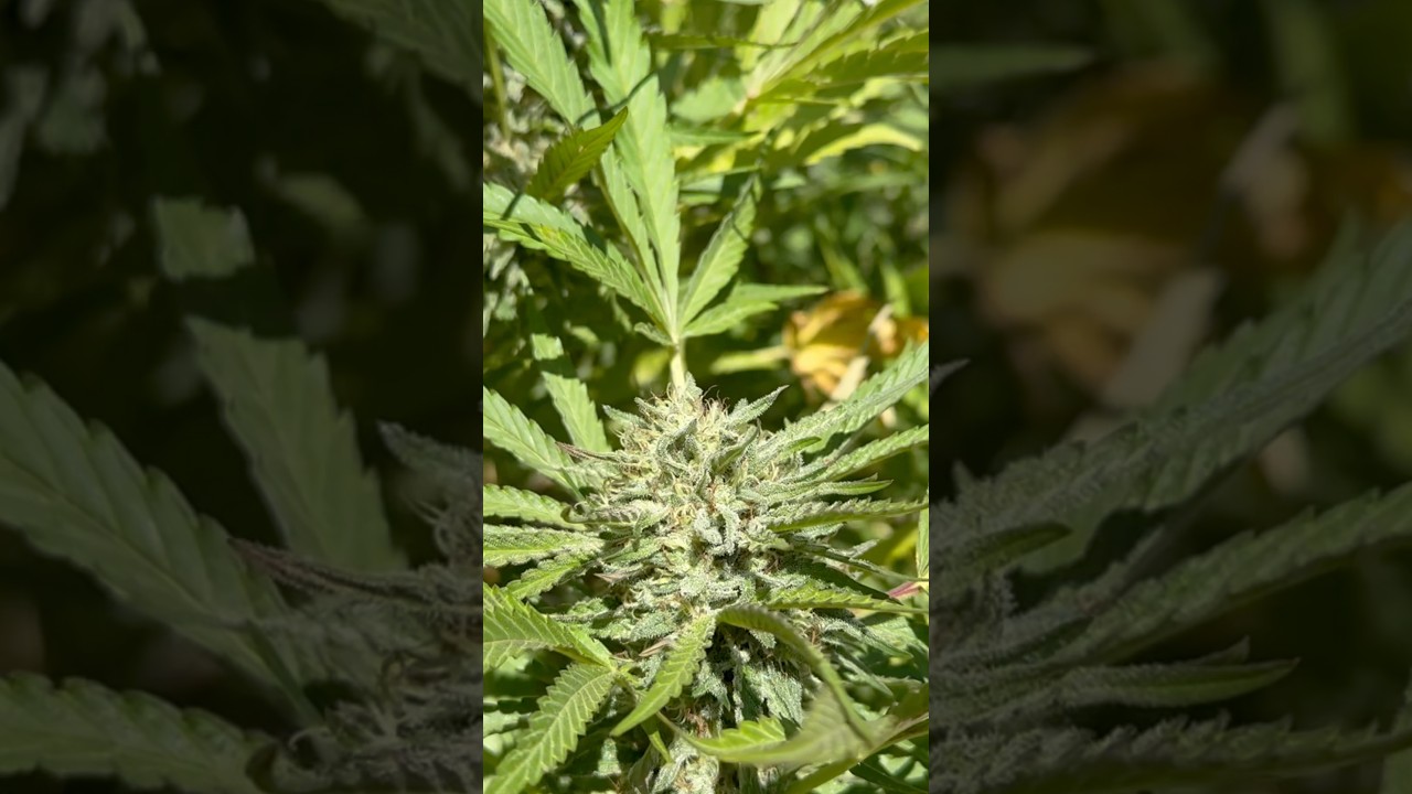 Orange Cream Pop x Gazzurple “Zest”