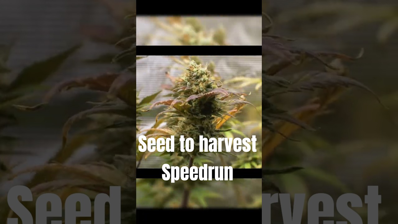 Jet Fuel Mandarin XL Auto: Full Grow in 77 Days 🌱💨