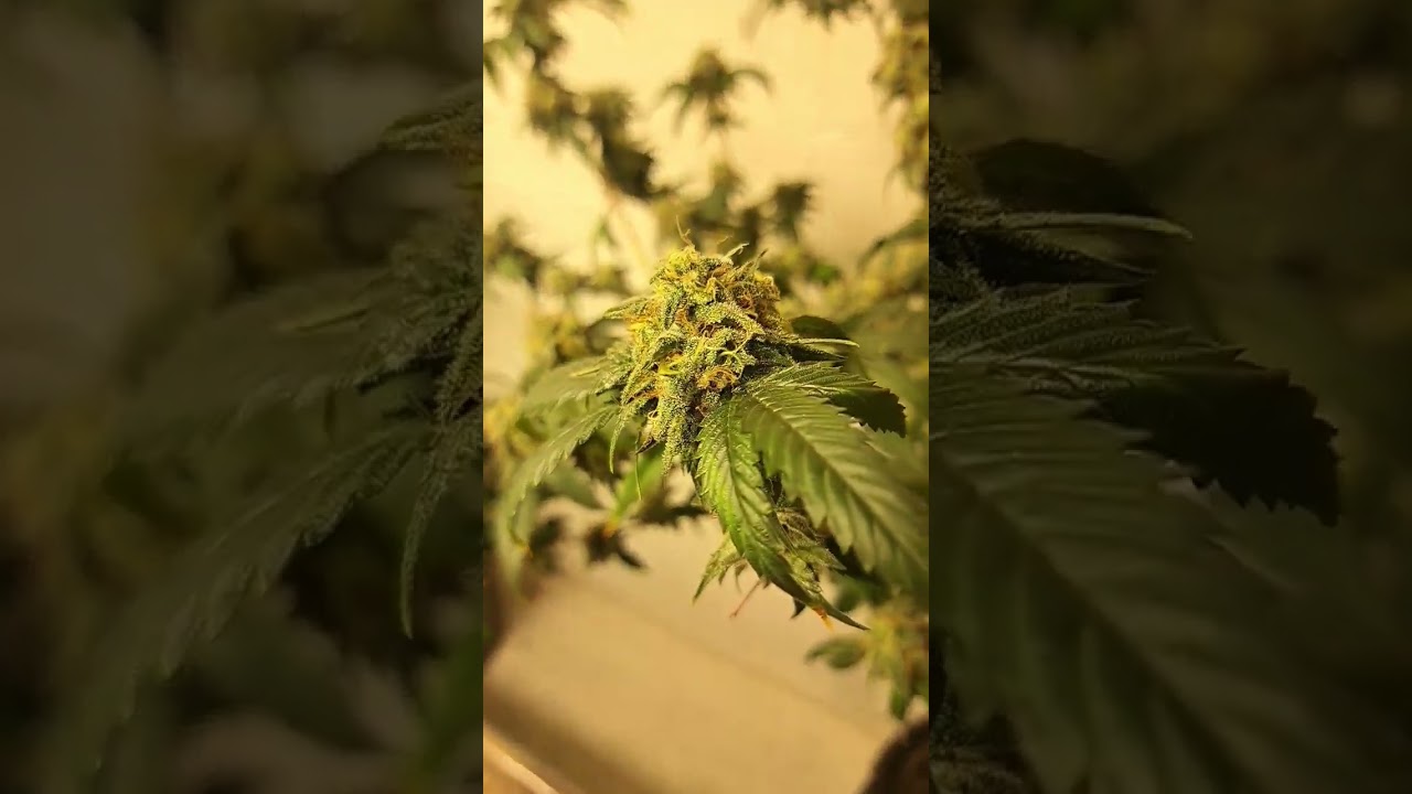 hmm flower 18/6 for photos???