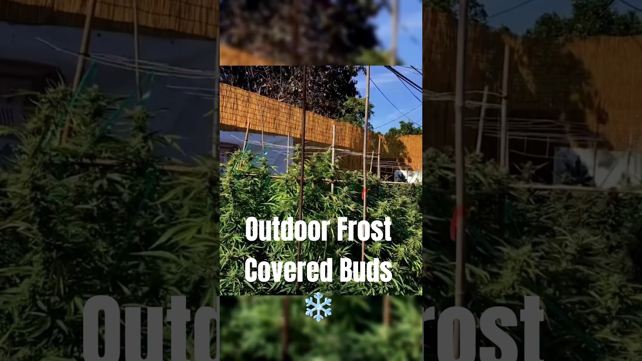 Outdoor Frost-Covered Buds 🌿❄️