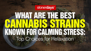 What are the Best Cannabis Strains Known for Calming Stress: Top Choices for Relaxation