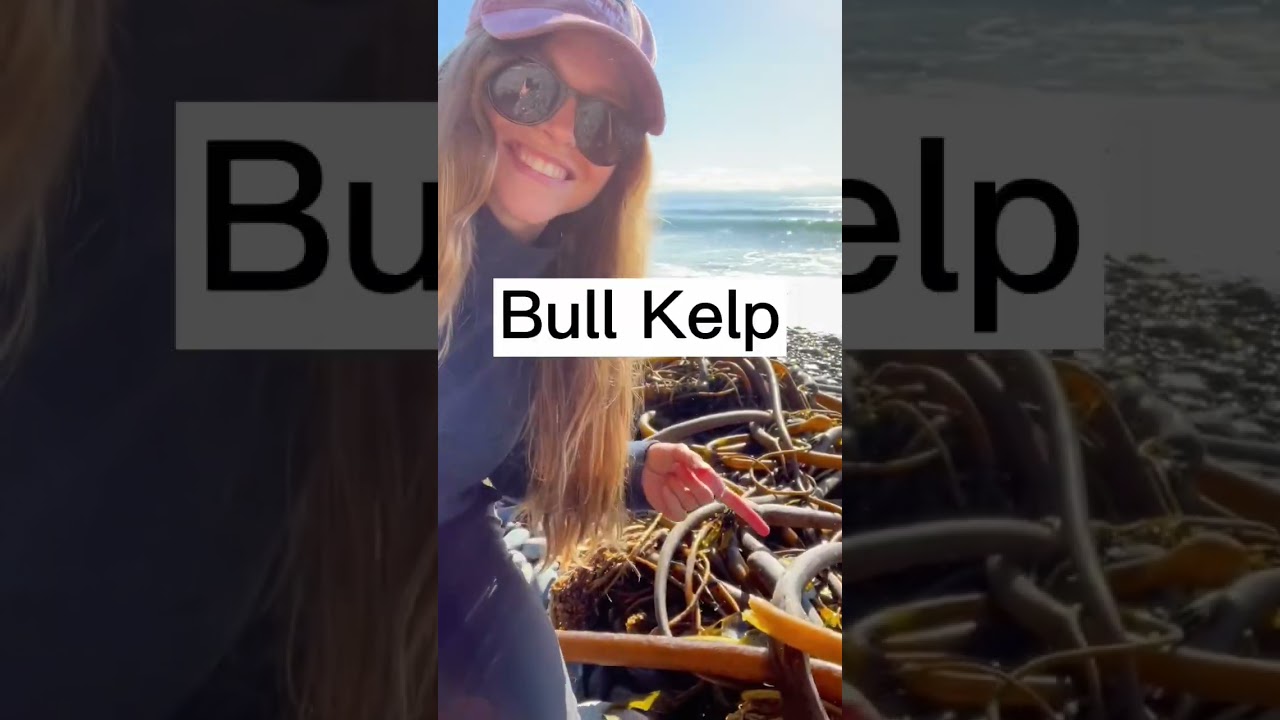 This seaweed grows 10in (25cm) per day 🤯 This is Bull Kelp! 🌊