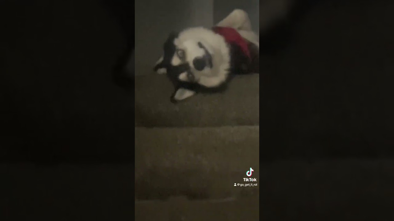 High dog. He play too much #howto #dog #weed #funny #funnydogs #funnyshorts #shorts