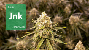 Jenny Kush in Chicago: Learn why Illinois loves Jenny with Aeriz