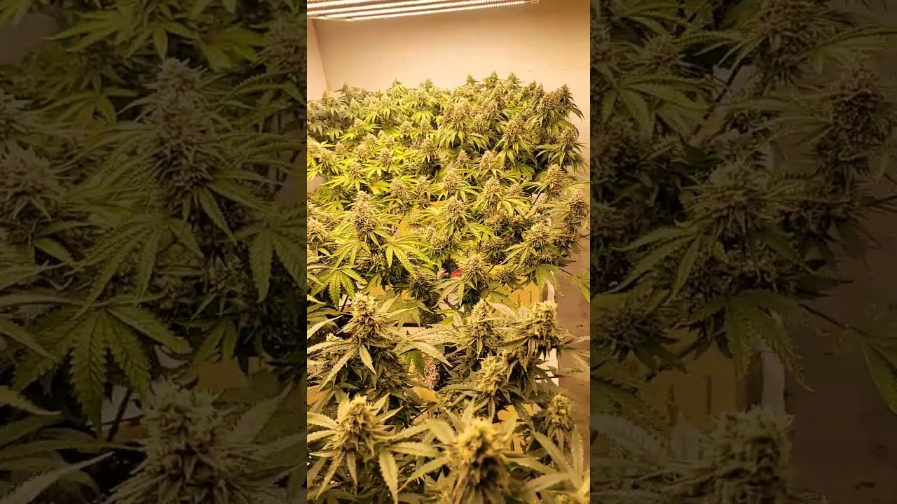day 2 week 7 come check out my garden!! #420 ‎⁨@acinfinity⁩ 