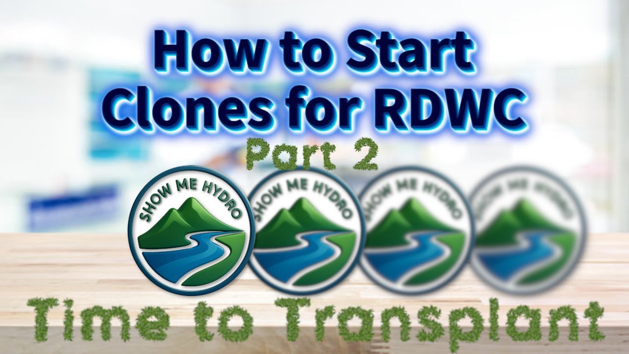 How to Start Clones for RDWC Part 2 - Time to Transplant