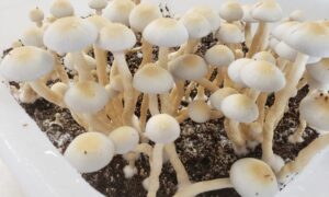 Psilocybin Use Has ‘Surged’ But Federal Law Is A ‘Major Barrier’ To Research, Study Published By American Medical Association Says