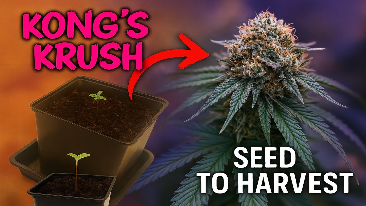 Kong’s Krush – From Seed to Harvest (Organic Soil Grow)