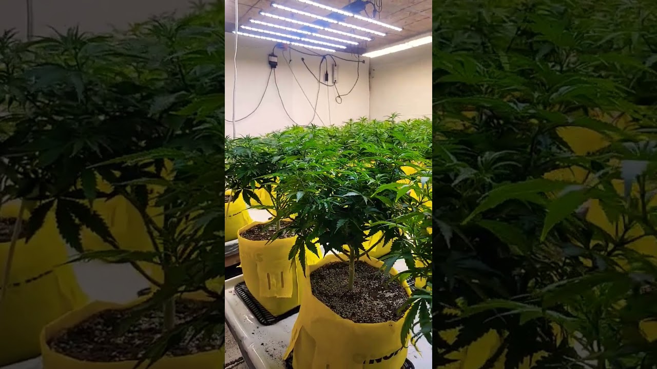 going back to flower let's grow!!! ‎⁨@SpiderFarmer⁩  ‎⁨@FastBudsGenetics⁩  #cannabisdaily #420