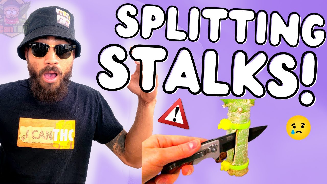TRUTH ABOUT SPLITTING PLANT STALKS BEFORE HARVEST! ...Does it increase potency? 🤔