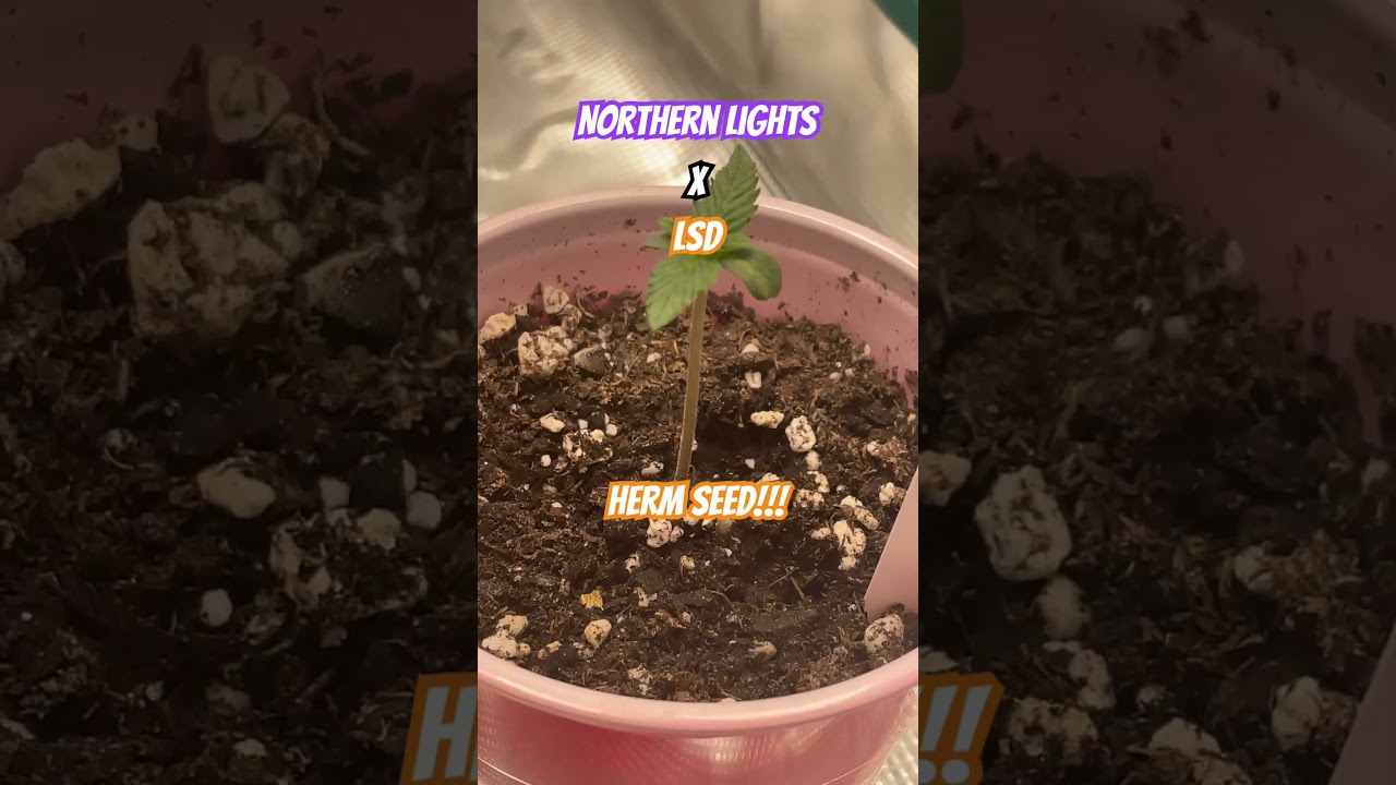 Slurricane #7 S1 IN HOUSE GENETICS | Growing HERM Seeds | AUTOFLOWER UPDATE #shorts