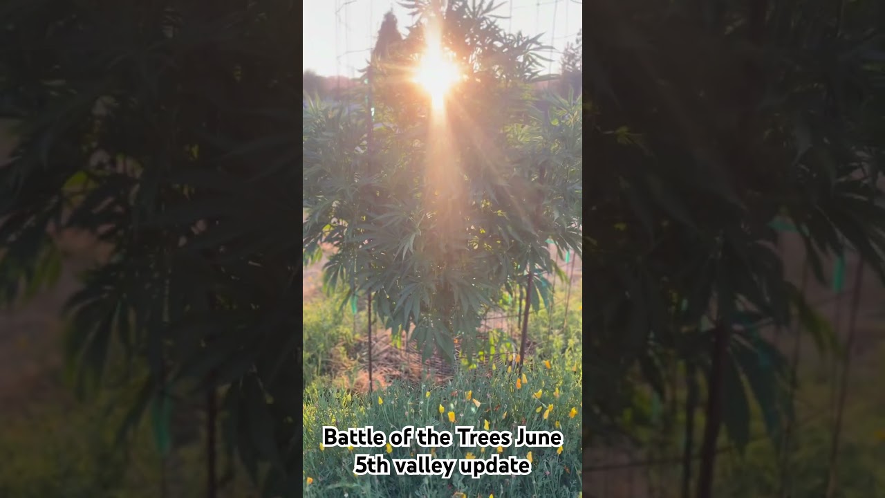 Kicking off June with some thick stalks already! The Battle of the Trees is on!