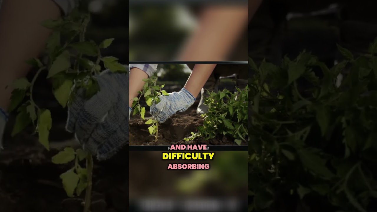 Optimal Relative Humidity for Mother Plants!