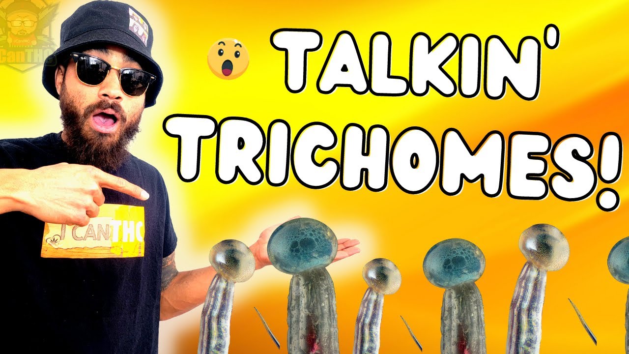 TRUTH ABOUT TRICHOMES AND PLANTS! ... Why so important?! 🤔