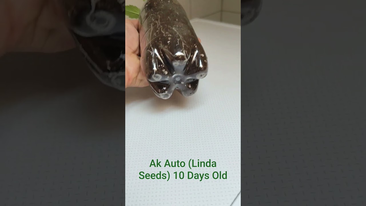 Ak Auto Nr. 2 (Linda Seeds) 10 Days #legal #bigroots #roots #cannabisdaily #indoors #ak #weed