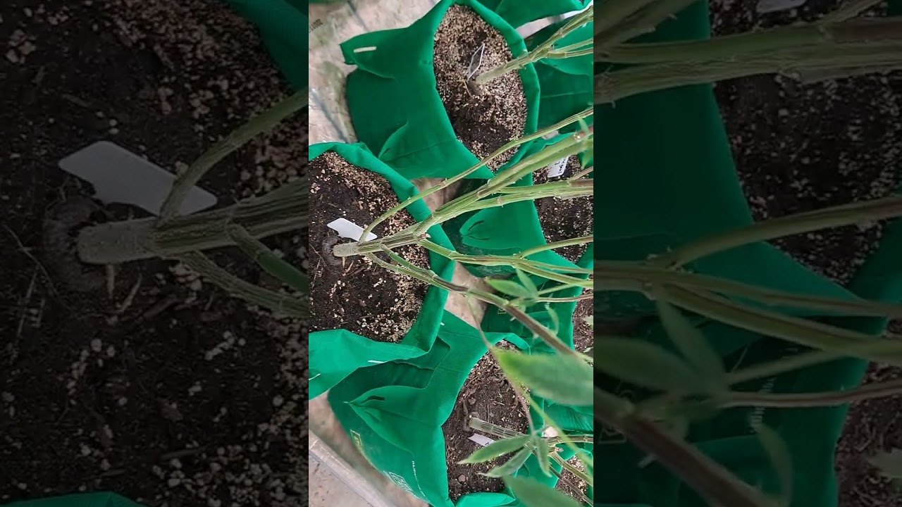 ending week 3 after defoliation an some herms found