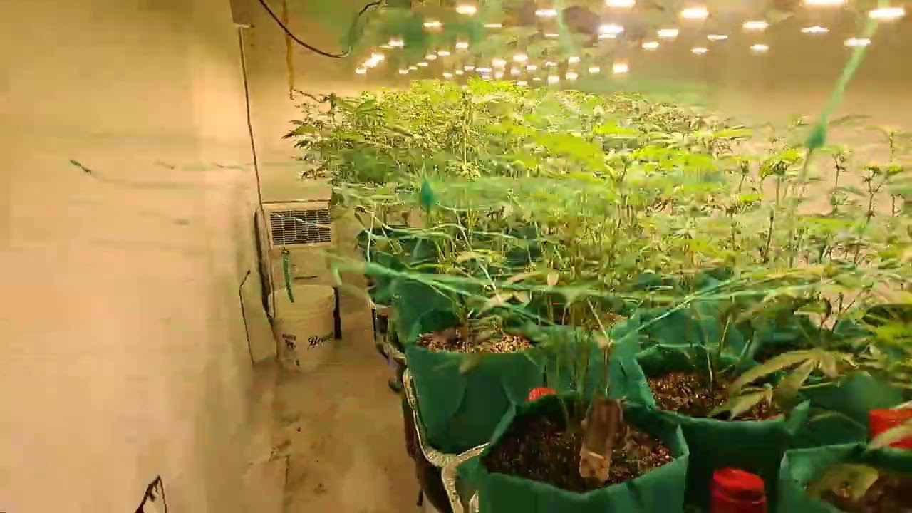 end of week 3 update haha check it growmies