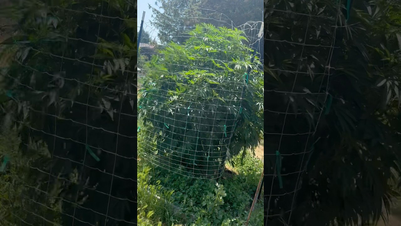 Do plants like 100 degree weather?!