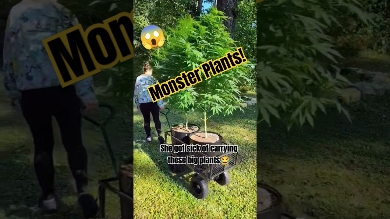 Moving Huge Outdoor Plants Makes Her Mad 😱 Cannabis Outdoors Can Be Tricky!  #cbd #gardening