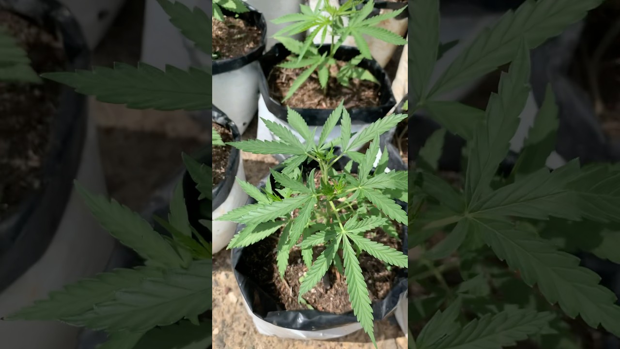 Regular cannabis seeds 😍 | Update #4