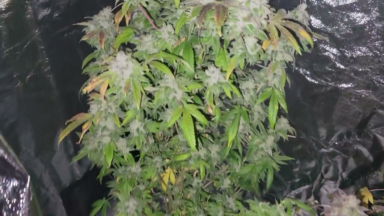 @CannaKingGrows unicorn poop n tuna og harvest