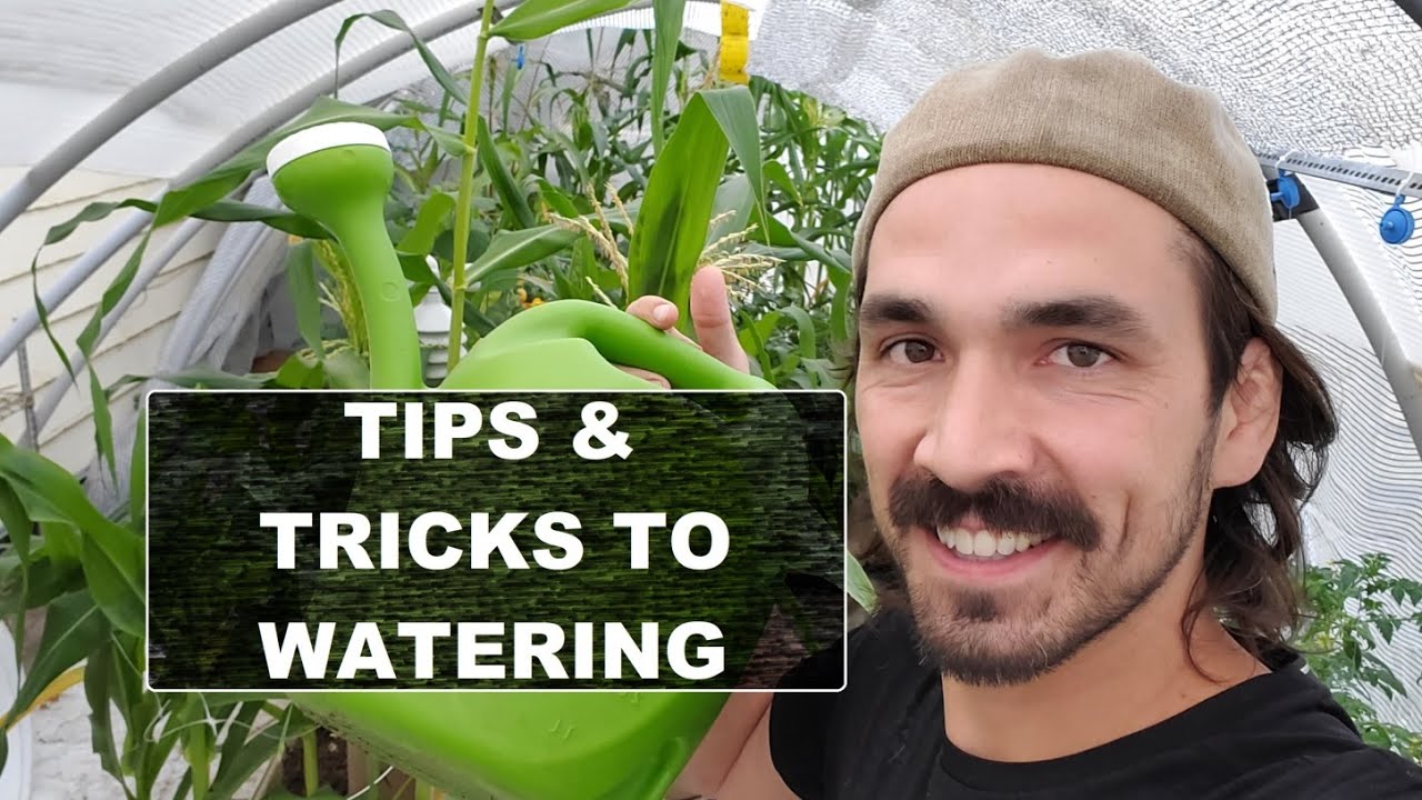 Watering & Feeding Your Plants (Tips and Trick)