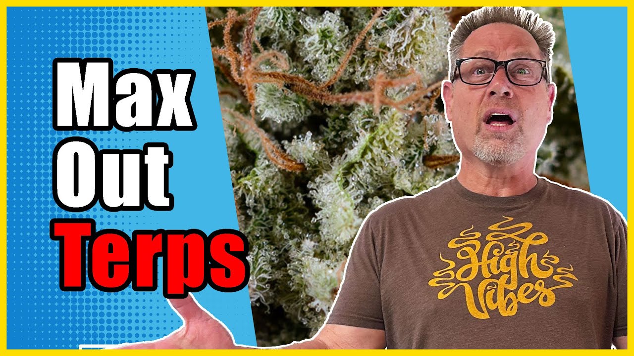 Simple Lighting Trick Increases Terpenes by Almost 10%