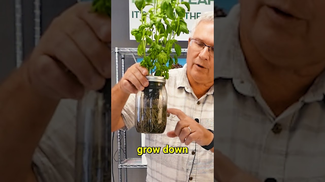 Indoor Hydroponic Garden #kratkymethod  #apartmentgardening #urbangardening
