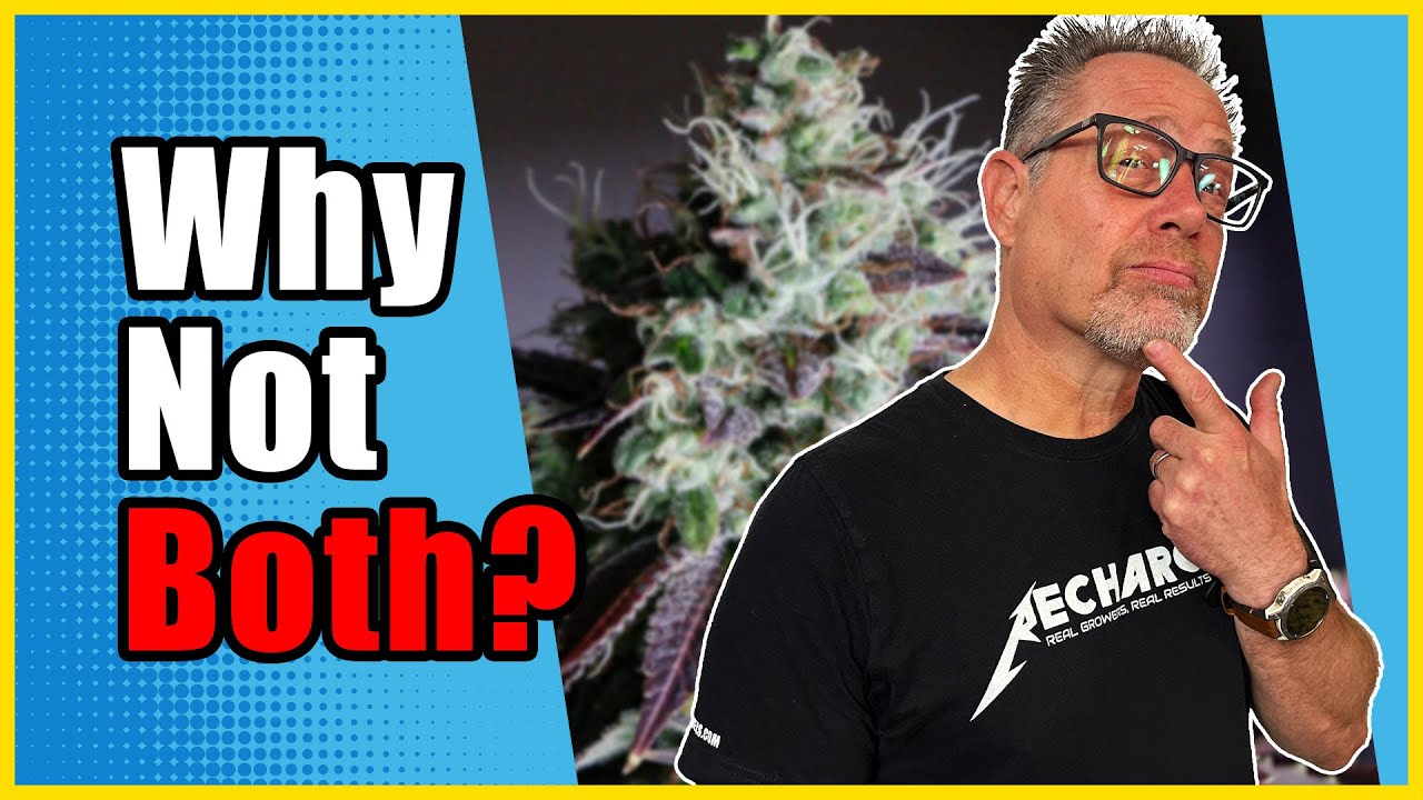 This Cannabis Grower Mixes Organics with Synthetics for Amazing Results