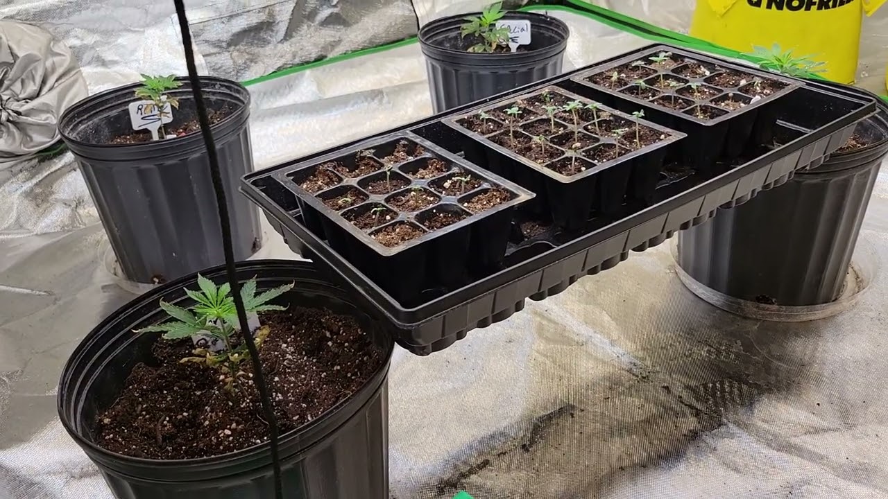 ‎@123fatbuds   Mail call and update thank you so much brother!!!