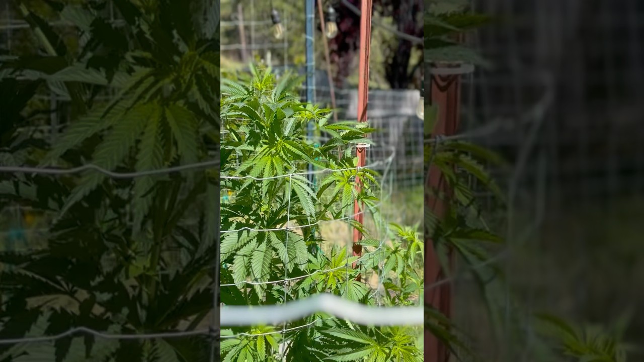 No-Till can be disgusting 🤮