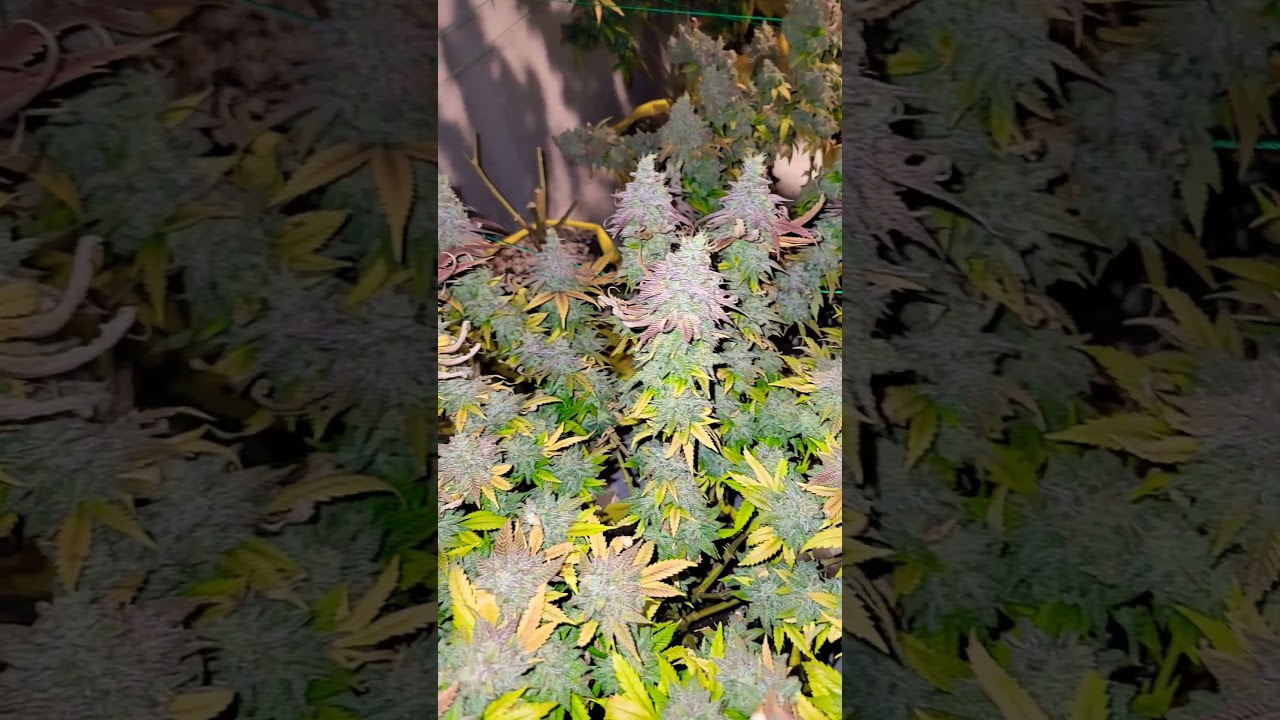 Critical kush #420 #cannabiseducation