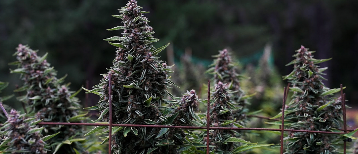 Terpnami Returns to San Francisco (Dec. 6-7) With 30+ Breeders and 2026’s Wildest New Terps