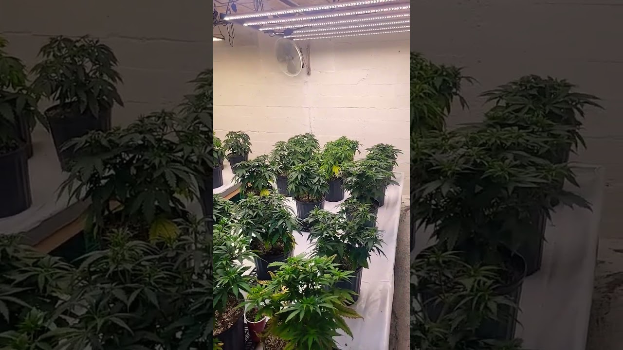 before transplant and flip #cannabiscommunity #420 @SpiderFarmer