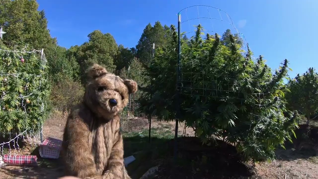 The “Battle Of The Trees” (Worlds Biggest Plant Contest Intro)