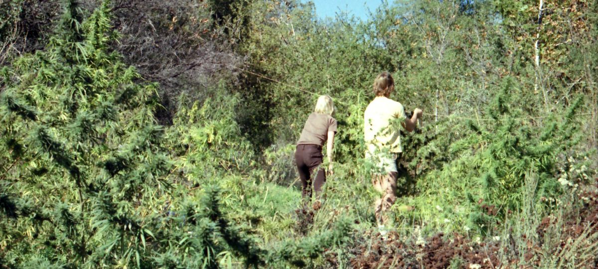 The Nectarball Collection: A Time Capsule of Cannabis Culture