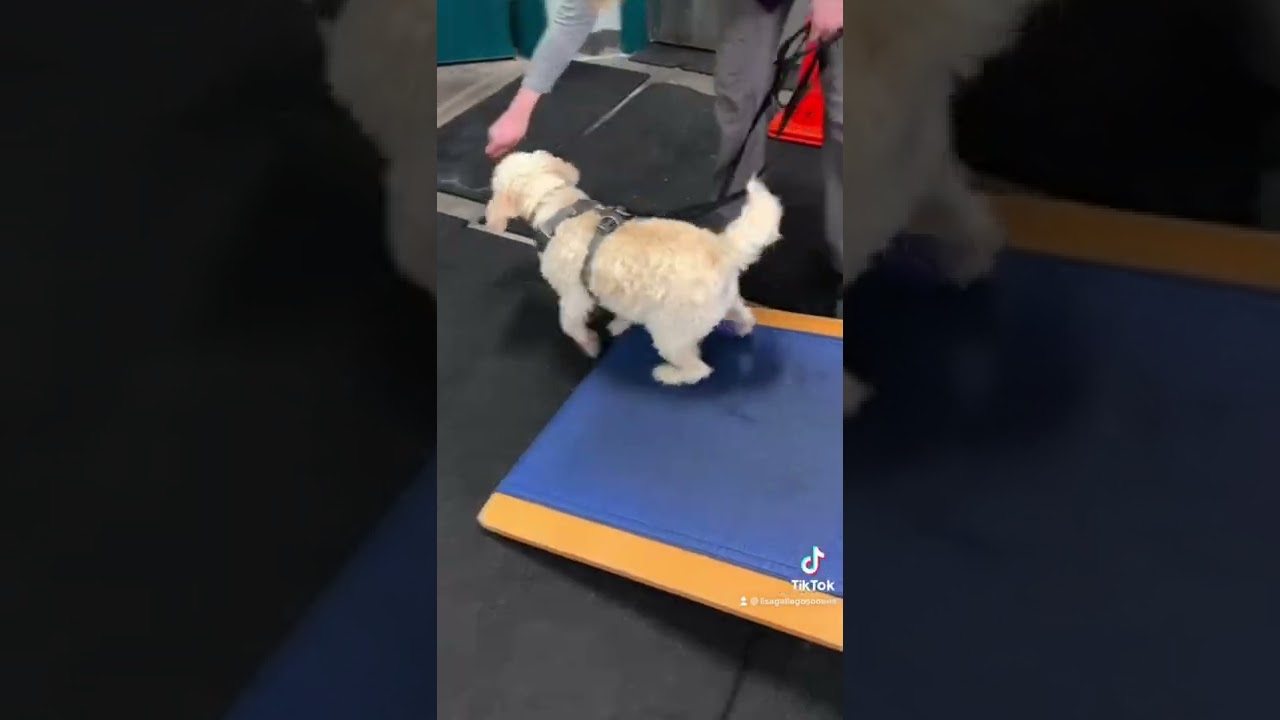 Benefits of CBD for dogs 🐶🐾